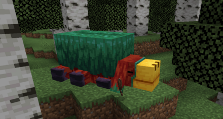 地面からウツボカズラのさやを掘り出す