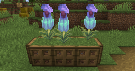 観賞用として飾る