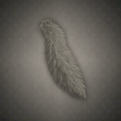 オオカミの尻尾画像