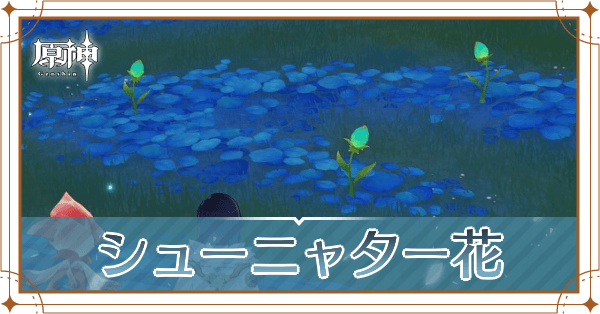 シューニャター花記事上