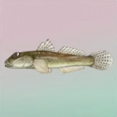 釣りのやり方と魚一覧