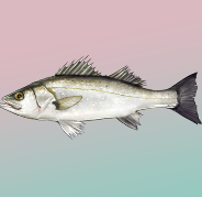 釣りのやり方と魚一覧