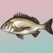 釣りのやり方と魚一覧