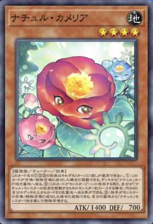 ナチュル・カメリア画像