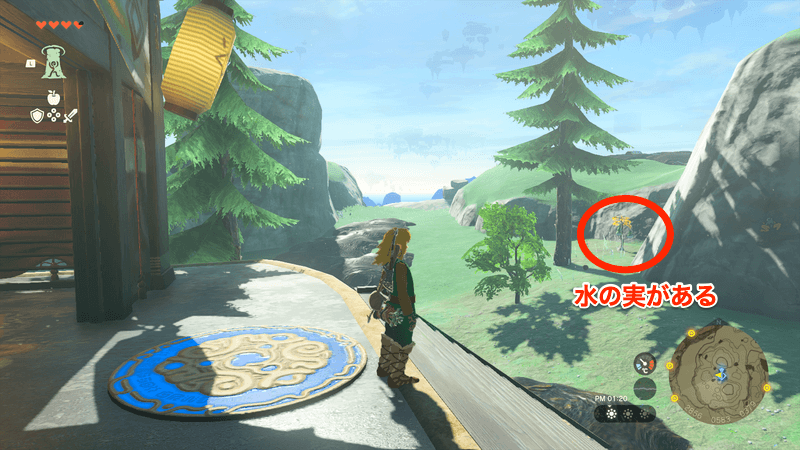 鳥望台の近くに水の実が生えている