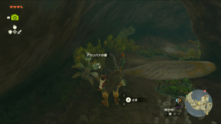 アカリバナの種の入手場所の見た目