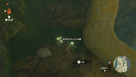 巨大なアカリバナの種の入手場所の見た目