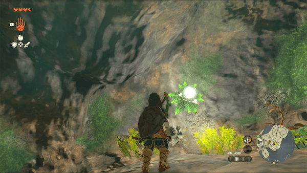 巨大なアカリバナの種