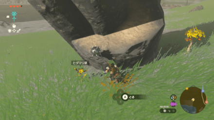 ヒダマリ草の入手場所の見た目