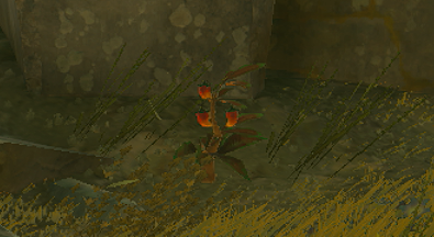 ポカポカ草の実