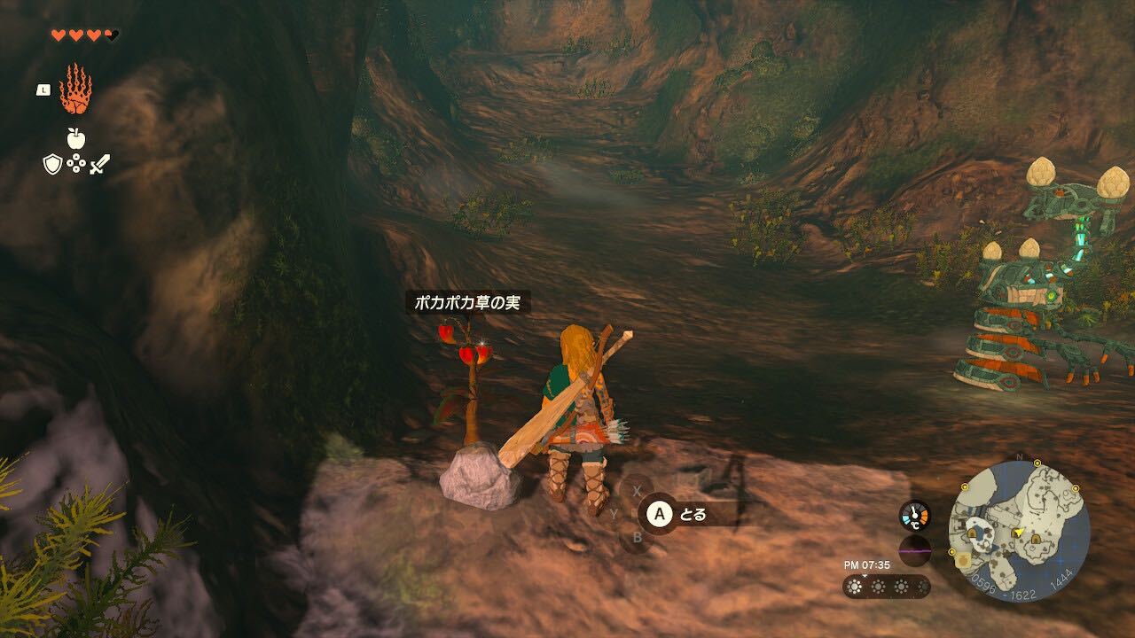 洞窟内のポカポカ草の実