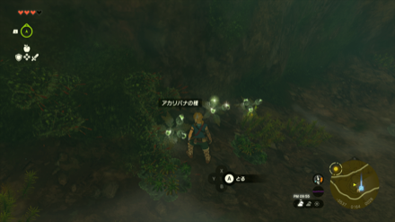 アカリバナの種を集められる