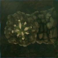 ロックライク画像