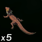 ゴーゴートカゲ画像