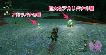 巨大なアカリバナの種はより明るい