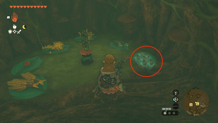 アカリバナの種の購入場所