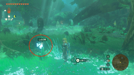 コログの森にあるしのび草