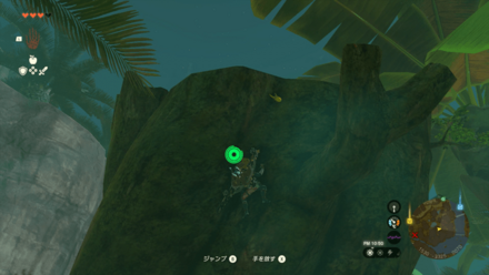 樹海ボンラスの木や倒木に張り付いている