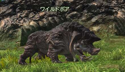 ワイルドボア画像