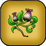 うつくしそう画像