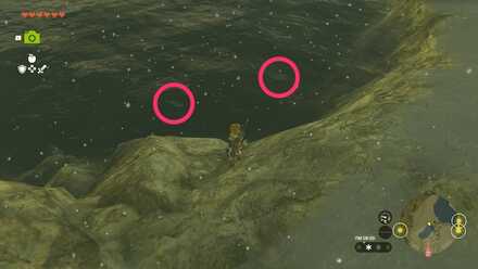 ヒンヤリマスの入手場所