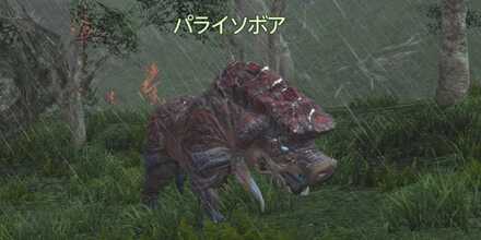 パライソボア画像