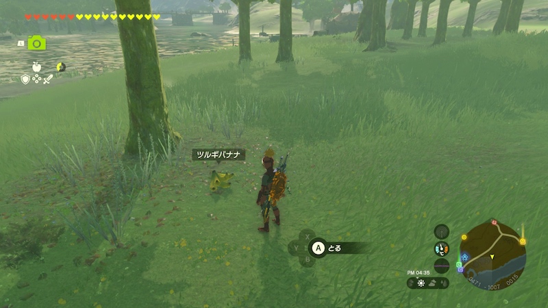 不自然に置かれたツルギバナナ