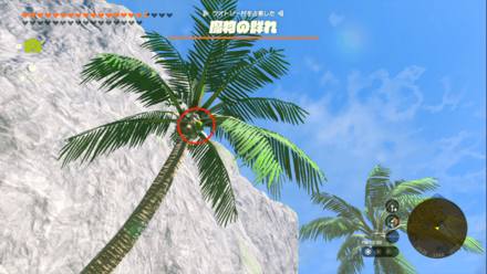 ヤシの実は木の丈上部になっている