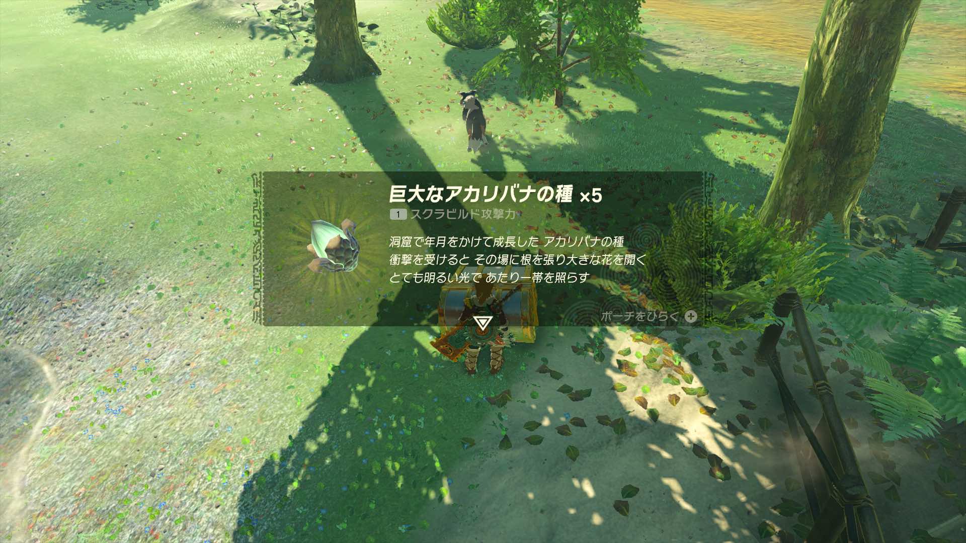 巨大なアカリバナの種