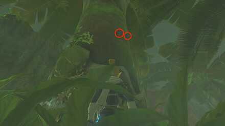 ツルギカブトの見た目