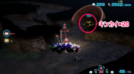 キンカイの入手場所