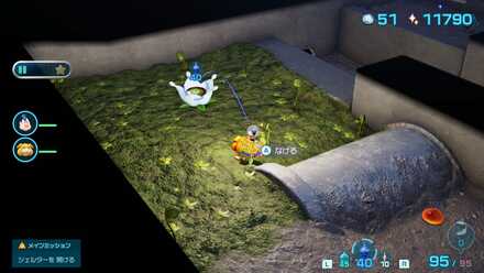 白ポンガシグサ