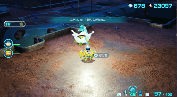 白ポンガシグサ