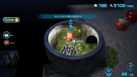 エンガワノミの入手場所