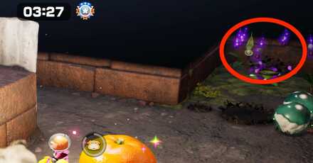 紫ポンガシグサを画面に映す