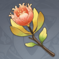 マルコット草画像