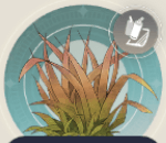 スキマグサの画像