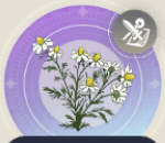 安らぎの花の画像