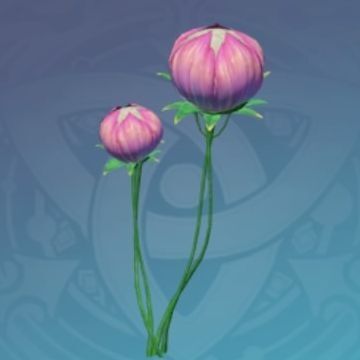 「緋櫻毬とウミレイシの夢」の画像