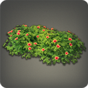 アロアロローゼルヘッジ