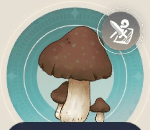 アイヒェロアの画像