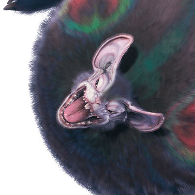 パオウルムー亜種画像