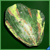 ドレドスケイル