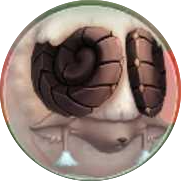 きょだいひつじ