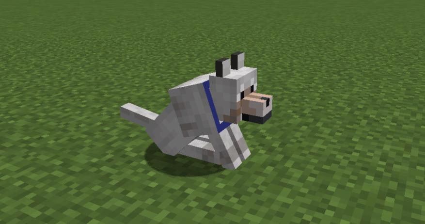 狼の首輪を染色する