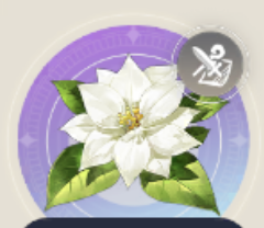 星夜の白花の画像