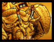 ゴールデンヒュージハーミットCCの画像