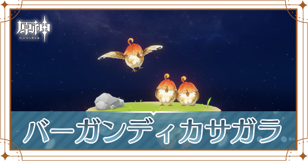 バーガンディカサガラの入手場所と使い道