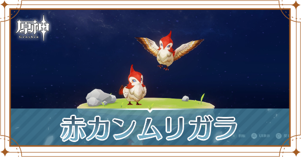 赤カンムリガラの入手場所と使い道