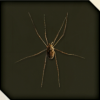 蜘蛛画像